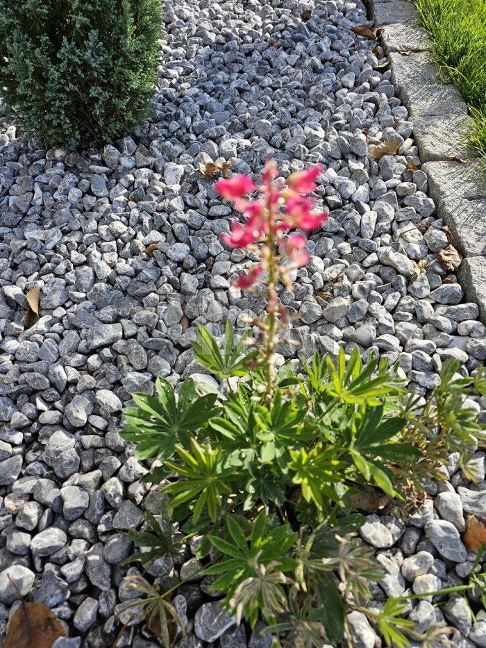 Dekoračné kamenivo pre záhrady- Antracit Royal okrúhliak 2-4cm